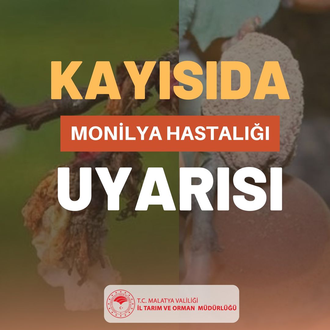 Malatya Kayısı Üreticilerine Monilya Hastalığı Uyarısı!